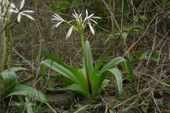 Crinum woodrowii